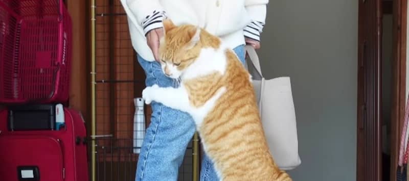 Squeeze the owner's feet!The cat's full expression of love is so precious ♡