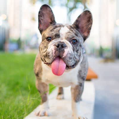 Why do dogs keep their tongues sticking out?Can I leave it alone? 6 reasons and what to do about it