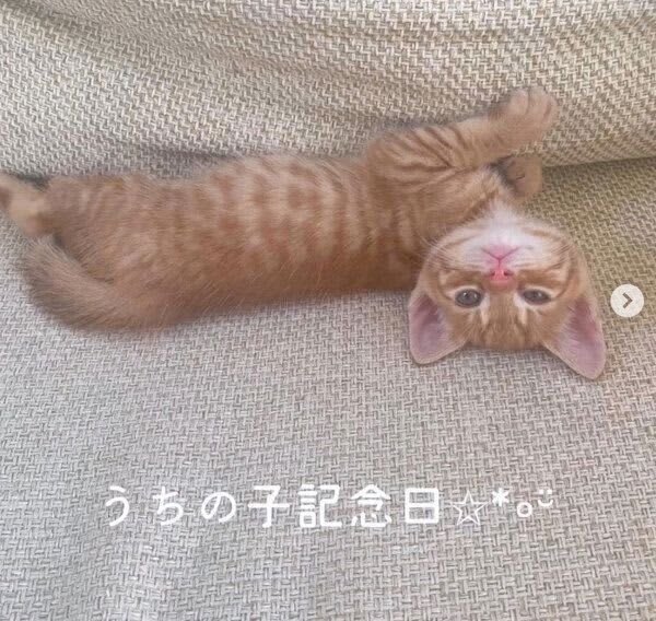 先住猫の「相棒」を探していたときに出会った保護子猫　家族になって1年、「出会えた奇跡に…