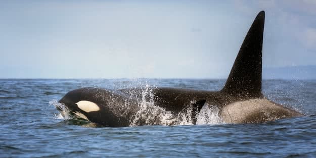 There are a number of incidents where killer whales sink ships.“Explosive heavy metal” as a way to deal with it…?Sailors and experts are at their wits’ end.