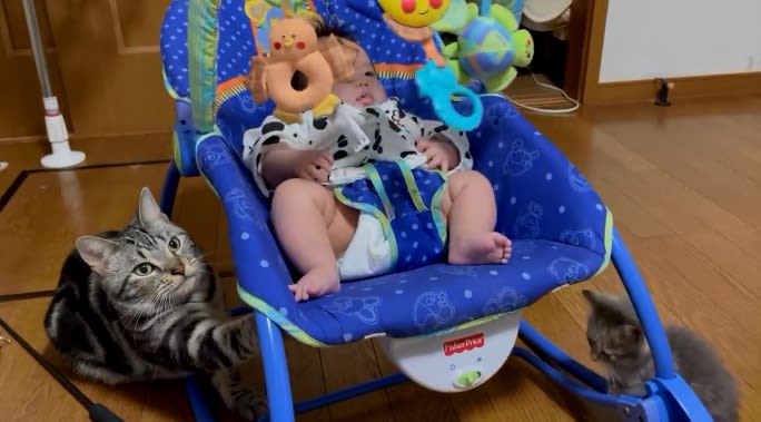 Even kittens participate!``Excellent cat sitters'' rock the baby bouncer with their brilliant cooperative play