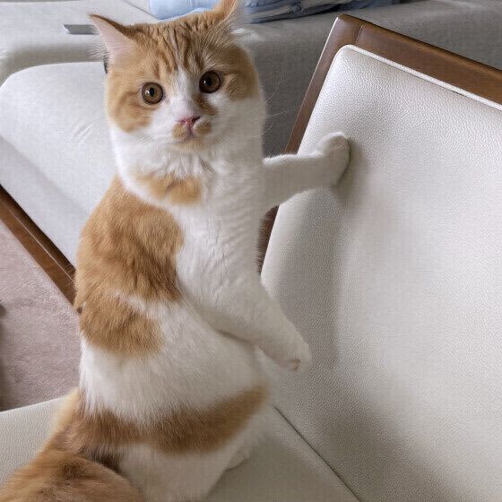 いつまでも子猫みたい？　体格が小さい4つの描種の特徴は