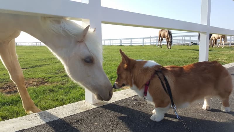[How are you compatible? ] Can horses and dogs get along?
