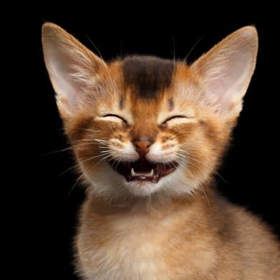 ``Cats use approximately 300 different facial expressions to communicate,'' US researchers announced.