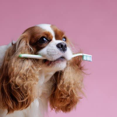 Research shows that aged garlic extract improves gingivitis in dogs
