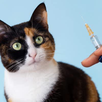 What are the symptoms, countermeasures, and prevention methods for the highly contagious and dangerous “feline parvovirus infection”?