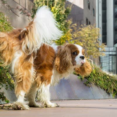 What happens if you leave your dog's urine unattended while walking?Regarding the negative effects and how to deal with it, ``As an owner, you should be aware'' and ``Mana...