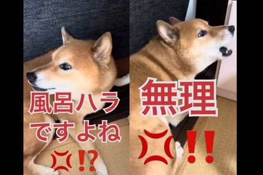 “It’s bath harassment, isn’t it? ” The Shiba Inu dog that stubbornly refuses to take a bath looks like a police officer and is so cute! 24 people...