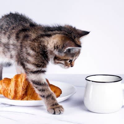 Why can cats walk without knocking over things?The secret behind cats' amazing paw movements