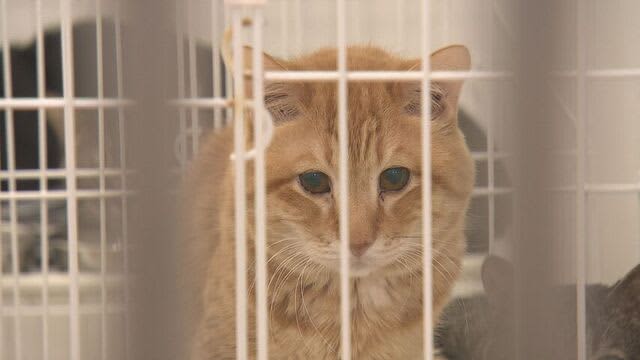 Sapporo City's animal shelter opens this month, with capacity exceeding capacity due to rapid increase in number of protected cats.