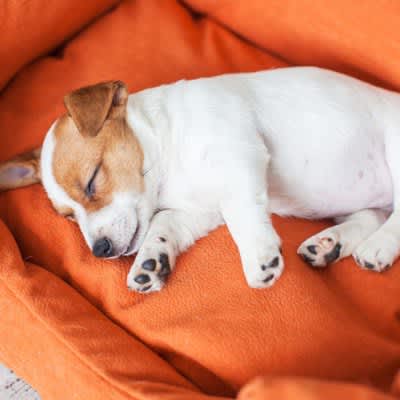 You can tell how a dog is feeling by the way they sleep! What are the four psychology and sleeping postures to be careful about?