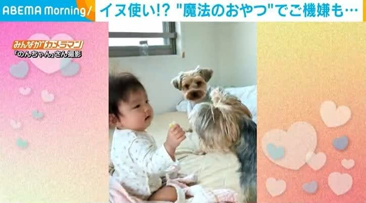 Baby controls dog with “magic treats” Owner is warmed by the soothing interaction between one and two dogs
