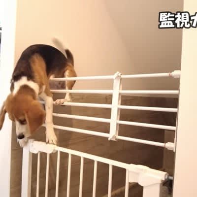 ``Awesome jumping power'' ``Like a ninja'' A beagle while you're away climbs over a 1.4m fence!Being pranked...