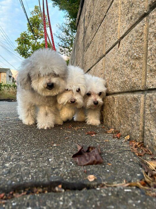 ぎゅうぎゅうな姿がかわいい！お散歩中に同居犬に幅寄せする犬が話題に！