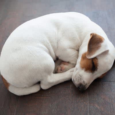 Is it okay to leave the floor heating on while your dog is away?Precautions and reasons include ``Check the temperature setting'' and ``My dog...