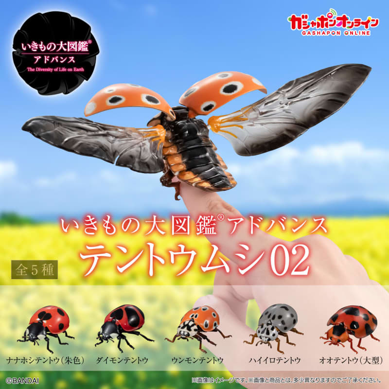 The figure with its wings spread is also reproduced! “Illustrated Encyclopedia of Creatures Advanced Ladybug 02” Gashapon Online 11…