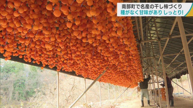 種がなく甘くしっとりとした仕上がりへ　青森県南部町名産の「干し柿」づくり盛ん