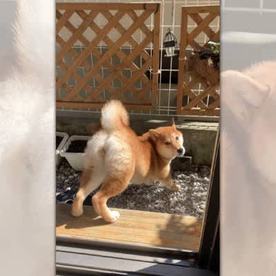 ``It's safe if its hind legs are in the original position.'' A playful Shiba Inu is a hot topic on SNS!