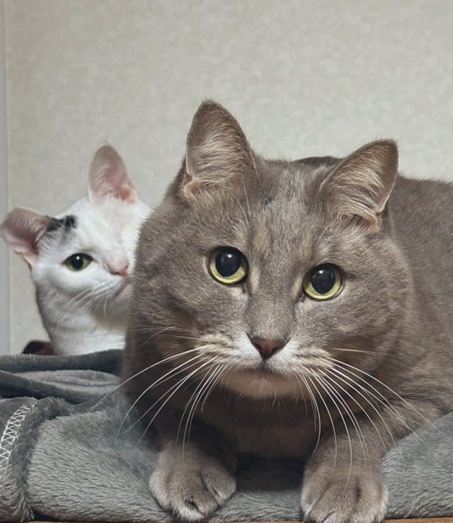 A cat with a serious ear injury was rescued and welcomed into the family. The sight of a deaf cat and a cat who is blind in one eye cuddling together makes people feel happy...
