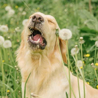3 Dangerous Sneezes in Dogs - Symptoms that should not be ignored and what owners can do about them