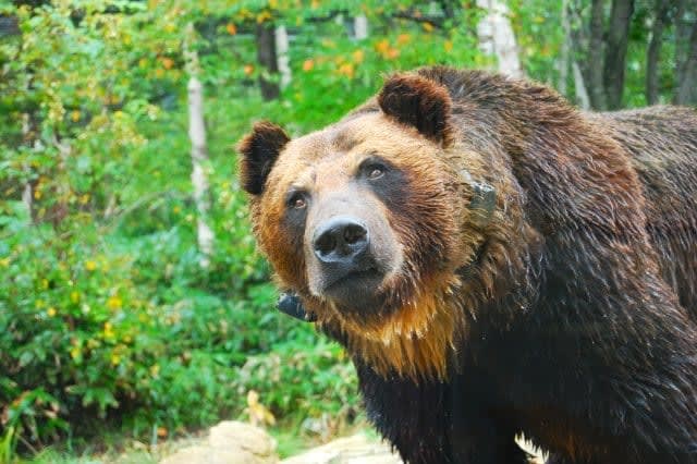 "This year's activity period" is until December!Interview with active mountain guide “Modern Bears”