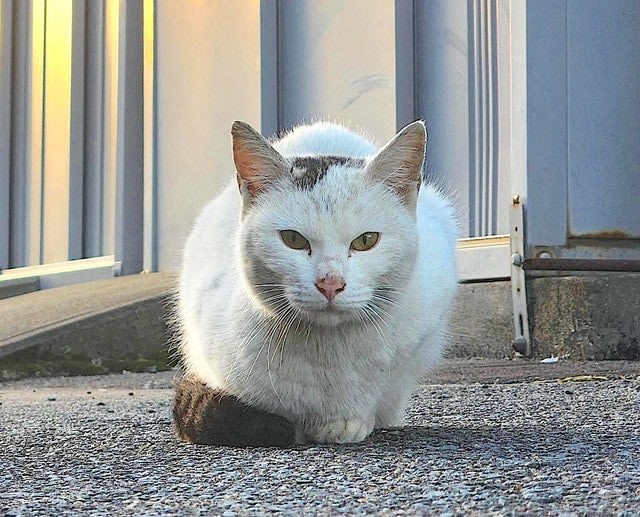 A stray cat that was dirty and eating weeds was rescued and turned into a fluffy white cat! "You did a great job outside."
