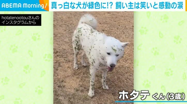 A dog's body is covered in green objects! ?The way they innocently play around makes me think, ``It looks like it's going to be difficult after that'' and ``I want to have a shaved head (lol)...