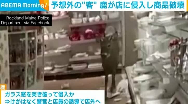 ⚡｜米・メーン州の店で予想外の“客” 鹿が店に侵入し商品破壊