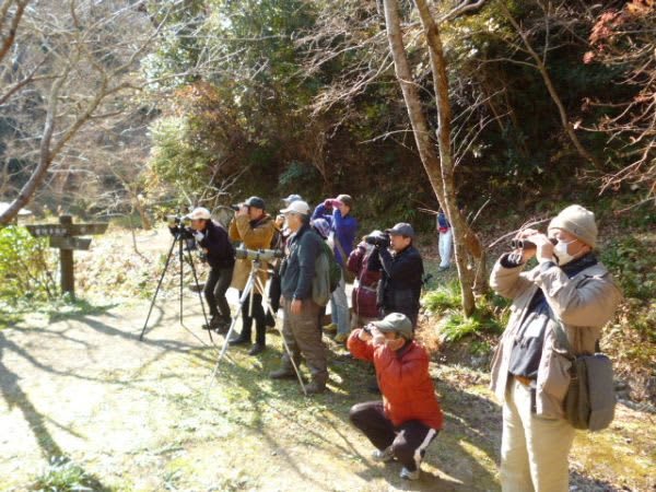 “Winter birds” have also migrated to warm Minamiboso!“Winter Wild Bird Observation” held at Tateyama Wild Bird Forest