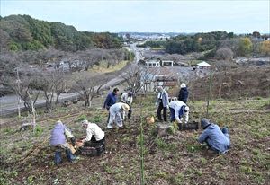Volunteers work hard to make the woodland of the Flower and Tree Center beautiful in Kanuma by planting Japanese peach and daffodil