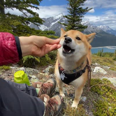 A Shiba Inu dog hiking in a beautiful Canadian mountain becomes a hot topic, with the mysterious view saying, ``I just want to see this spectacular view just once...''
