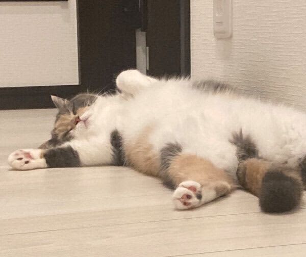 ヘソ天ポーズで幸せそうな寝顔を見せる猫　飼い主が「可愛い」を連呼すると、クスッとする展…