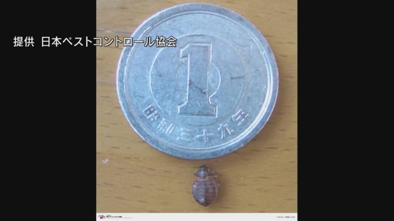 What should you do to prevent bed bugs when traveling?If you find them, there are also "super bed bugs" that insecticides don't work on in Fukushima
