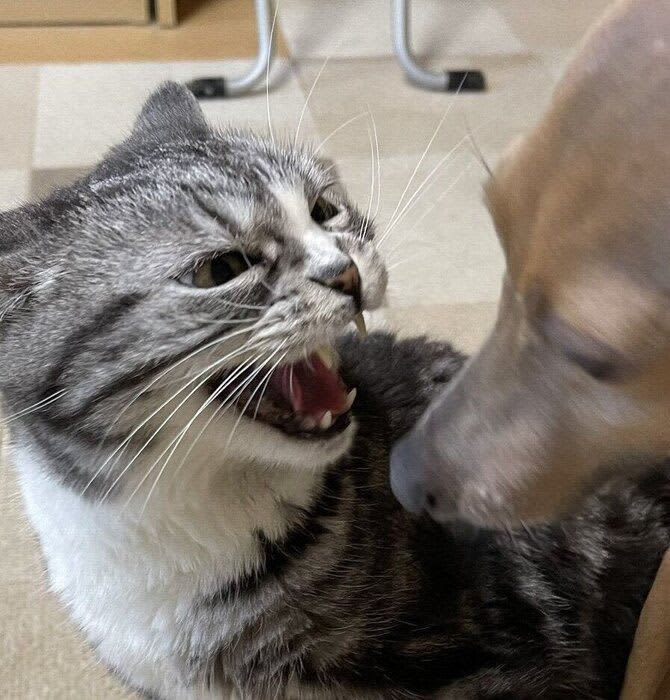 「ごちゃごちゃ言うから失敗したじゃん！」怒りを犬にぶつける猫に起こったことは