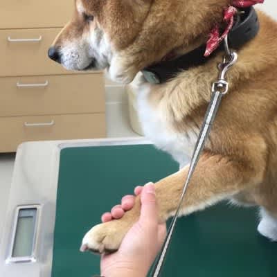 『この世の終わりだ…』ワンコが病院の診察台で見せた”やる気のないお手”に830万人が注目　モッ…