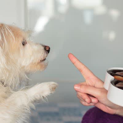 犬にとって害のある『冬の食材』4選　与えてはいけない理由や出る症状とは？