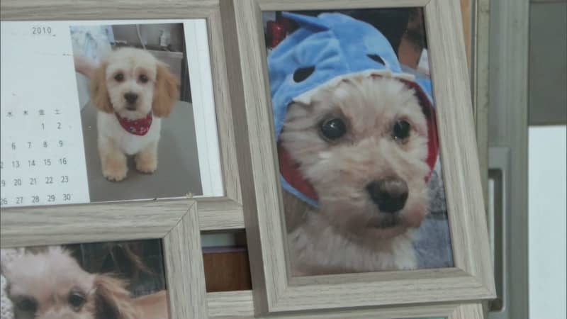 Furious owner: ``Actually, he died''...One of the 5 dogs he took in dies, arrested for ``animal abuse'' Pet hotel management...