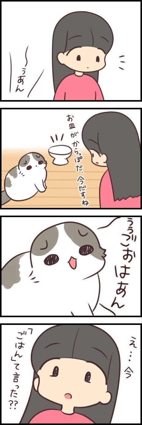 猫は人の言葉を理解しているし、話すこともできる？【連載】もふもふスコたん#305