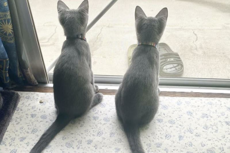 Two frightened kittens were crying outside the house. ``My heart melts'' after seeing them grow two years after they were rescued.