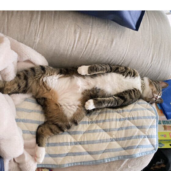 猫にとっても健康のために重要な睡眠　猫が心と体を休められる環境づくり教えます