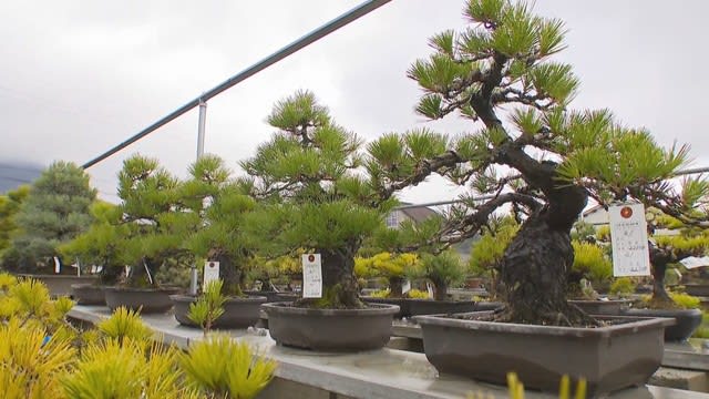 「こんな盆栽があったらいいな」香川が誇る盆栽を題材に小学生の絵画コンテスト