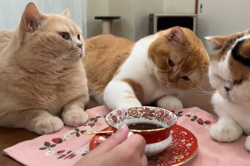 ``I'm having tea, but I can't calm down at all.'' Approximately 3 likes on cat's cute behavior