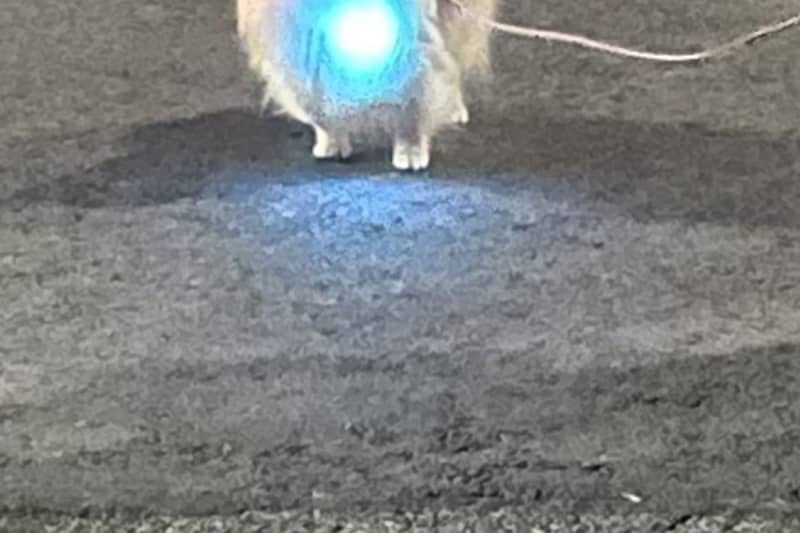 What is the true identity of the "fireball?" that shines on the road at night... Its cute identity will warm your heart.