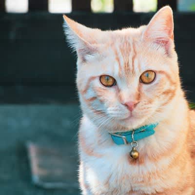 利用客でにぎわう駅のアイドルになった猫　ラッシュアワーのストレス緩和にひと役買っている？　イギリス