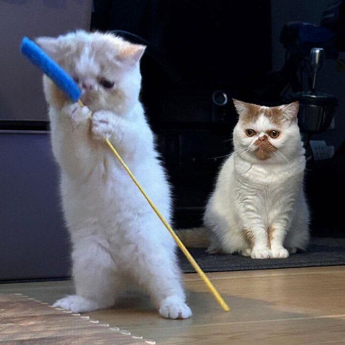 元気いっぱい遊ぶ新入りの子猫を背後で「監視」する先住猫　戸惑いを隠せない表情が話題　