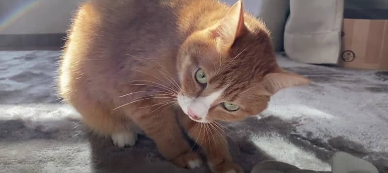 「怒られたニャ…」しゅんとして飼い主さんに甘える猫ちゃん