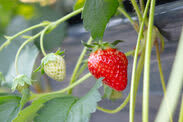 Kintetsu Strawberry “Haruka Smile” grown by Kintetsu Department Store in-house will be sold at Abeno Harukas Kintetsu Main Store on Wednesday, December 12th…