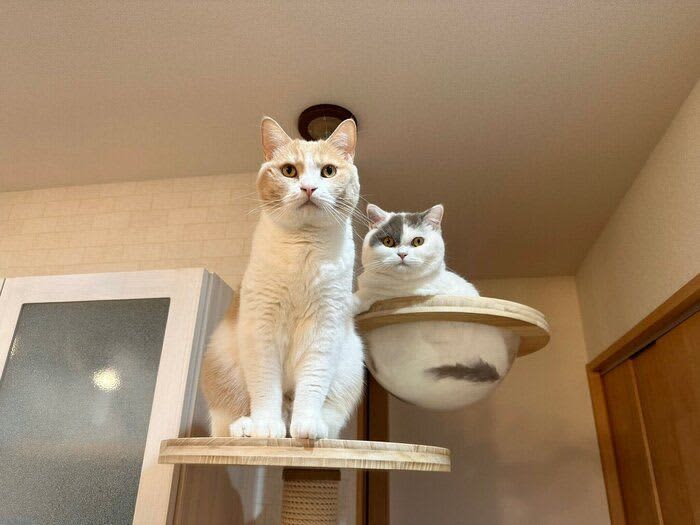 キャットタワーの上から“強烈な視線”が！　帰宅した飼い主に「おかえりの圧」をかける姉妹…