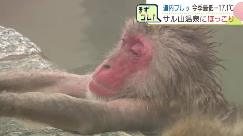 温泉につかるサルたちにほっこり　北海道函館の冬の風物詩「サル山温泉」始まる　訪れた人も「自分が…