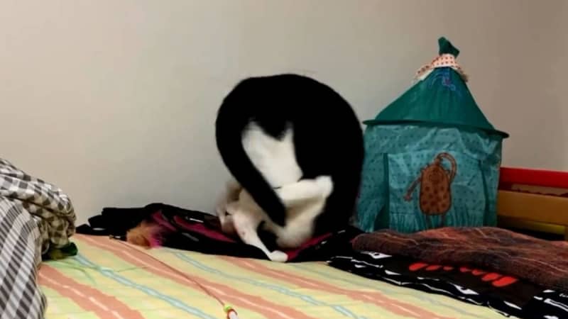 well done!This cute cat performs the "Denguri Gaeshi" maneuver just like a gymnast ♡